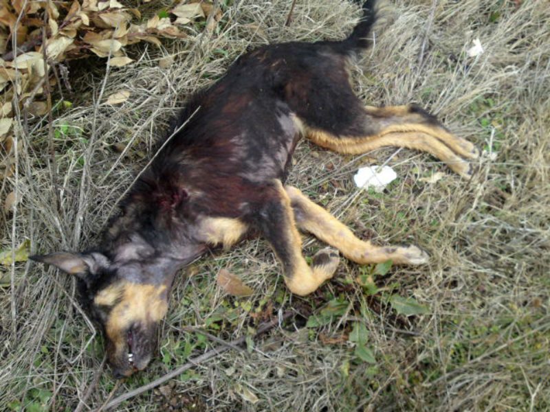 Κιλκίς: Σκότωσε με καραμπίνα τρία σκυλιά